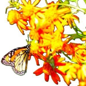 A butterfly is sitting on the flowers.