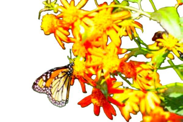A butterfly is sitting on the flowers.
