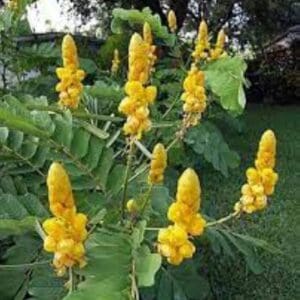 A close up of yellow flowers on a tree