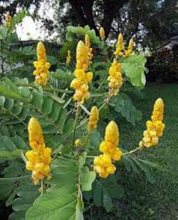 A close up of yellow flowers on a tree