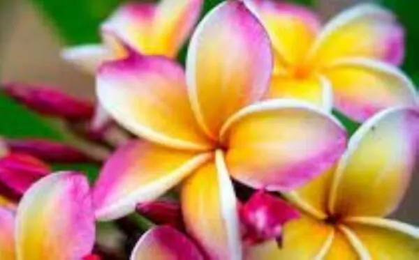 A close up of some pink and yellow flowers