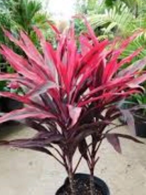 A plant with red leaves is in the dirt.