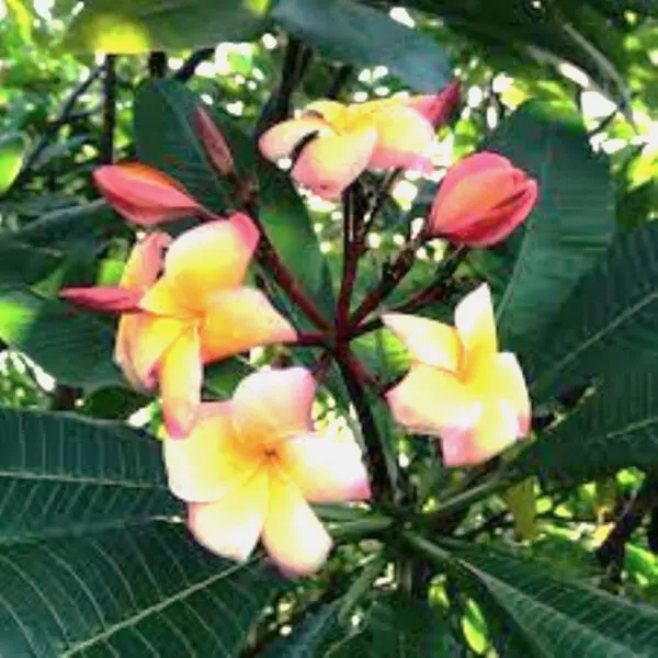 A close up of some flowers on a tree