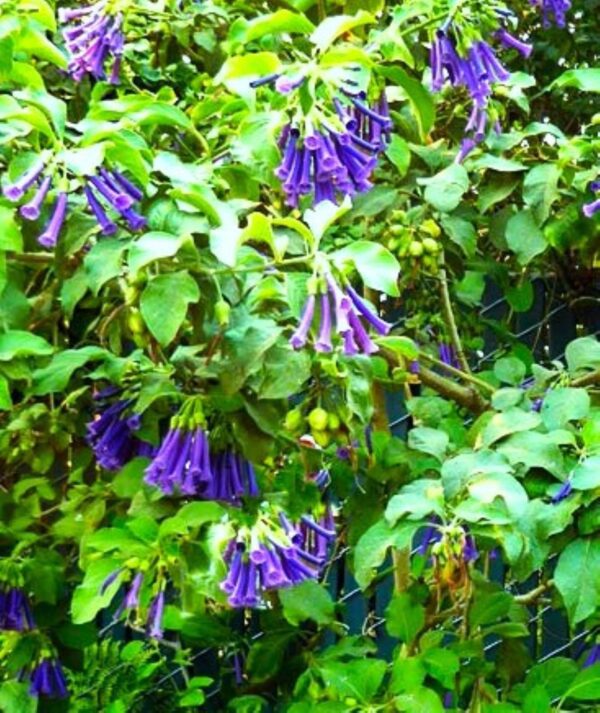 A close up of purple flowers on the vine.