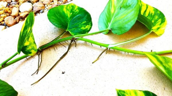 A close up of some green plants on the ground