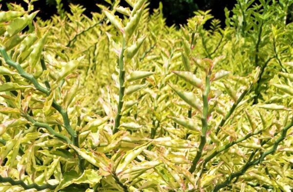 A close up of some plants in the grass