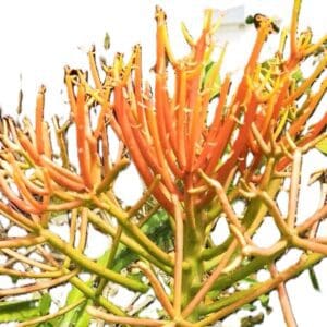 A close up of the branches and leaves on a tree.