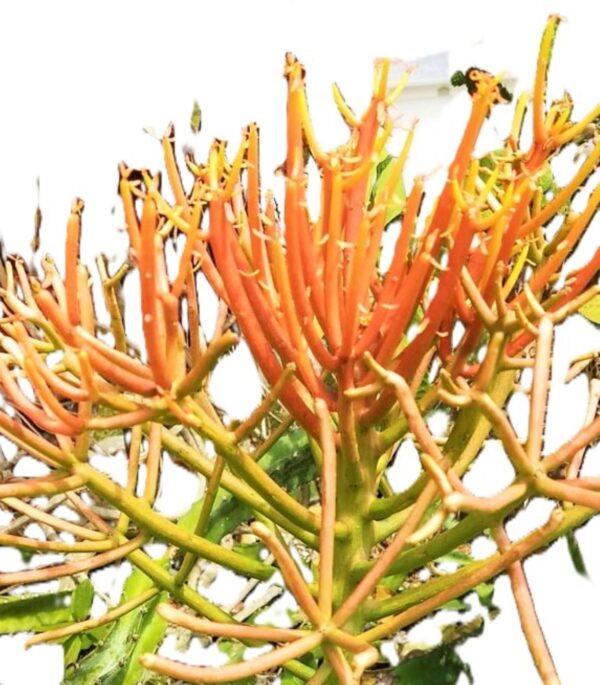 A close up of the branches and leaves on a tree.