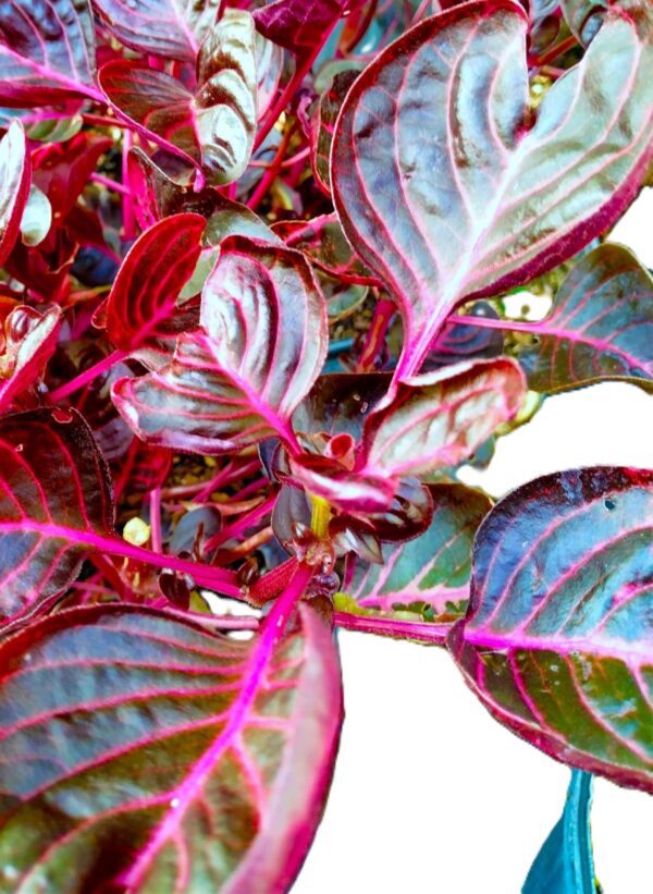 A close up of the leaves on a plant