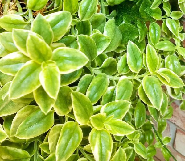 A close up of the leaves on a plant