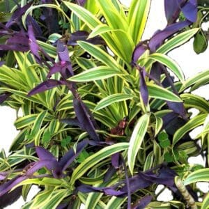 A close up of the leaves on a plant