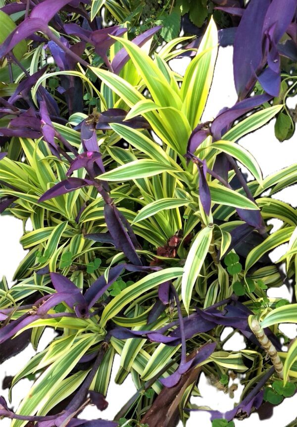 A close up of the leaves on a plant