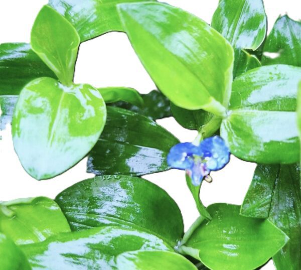 A close up of the leaves and flower of a plant.