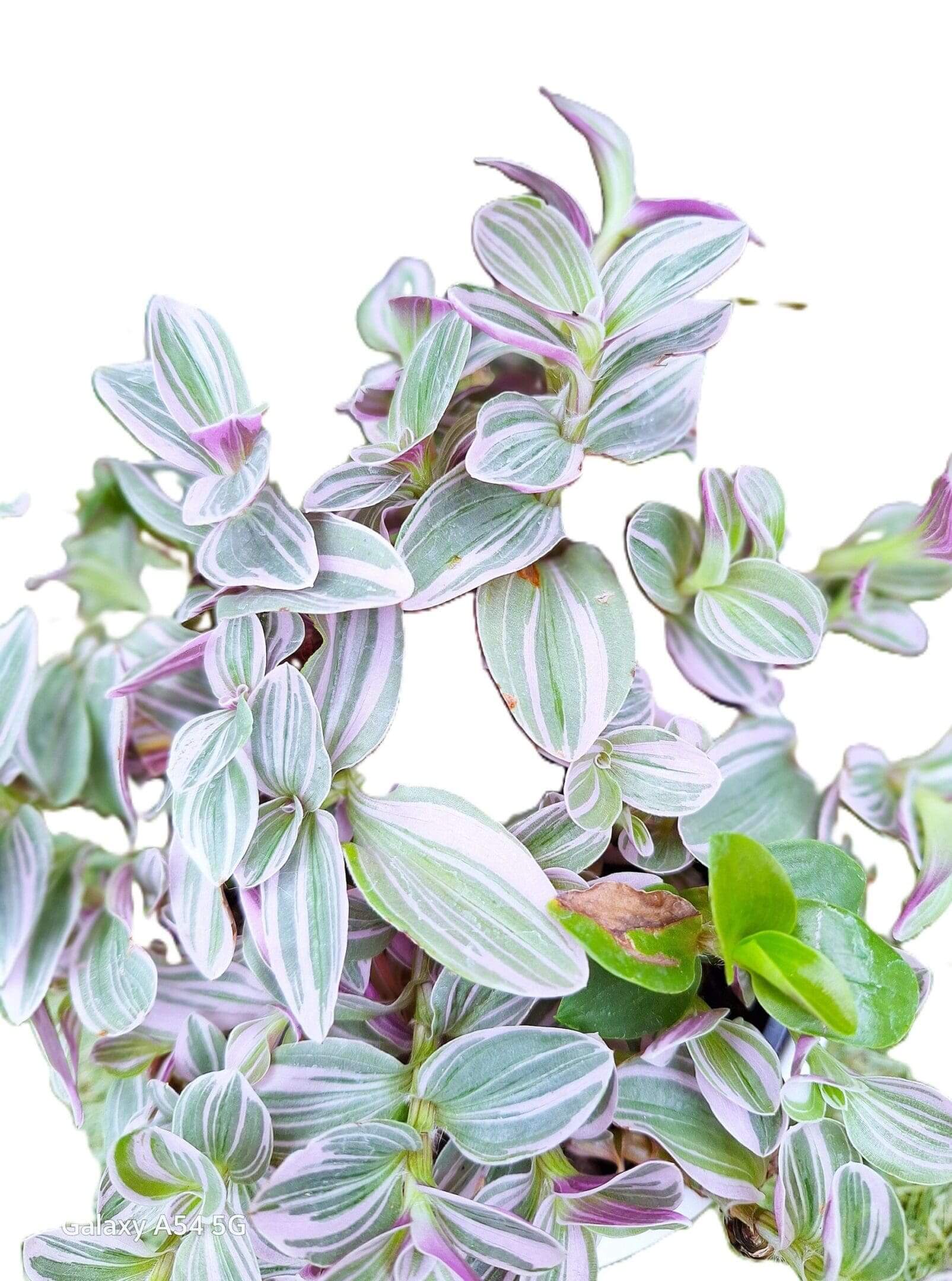 A close up of the leaves on a plant