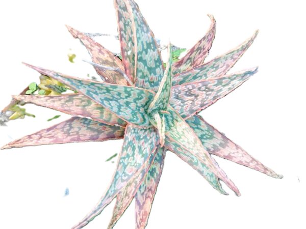 A plant with many leaves is shown in this image.