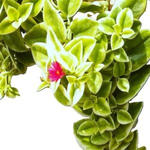 A close up of the leaves on a plant
