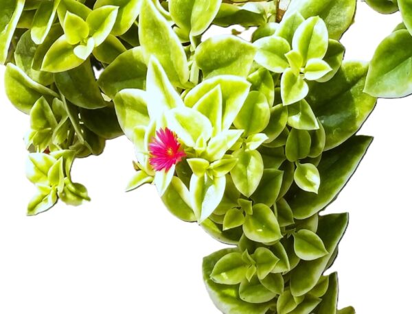 A close up of the leaves on a plant