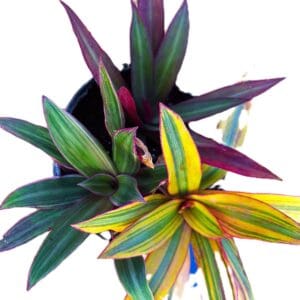 A close up of two plants in a pot