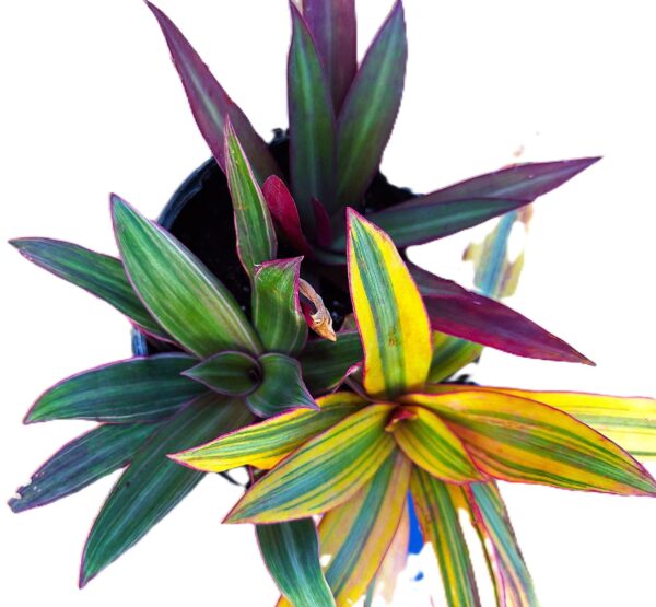 A close up of two plants in a pot