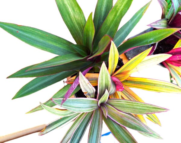 A close up of some plants in a pot
