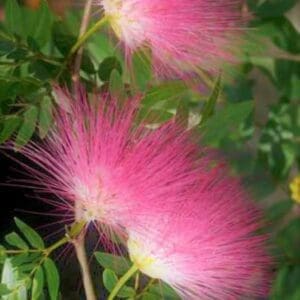 A close up of some pink flowers on the side of a tree