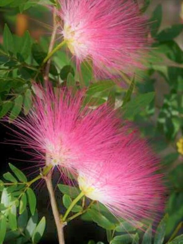 A close up of some pink flowers on the side of a tree