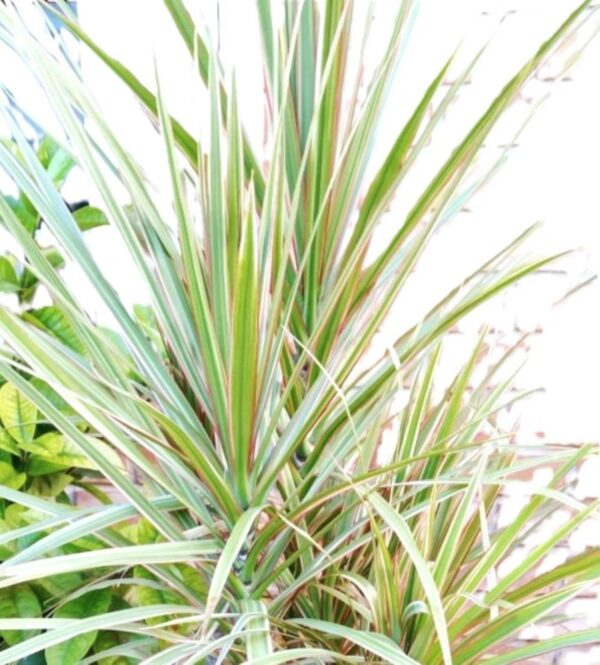 A close up of some plants in the grass