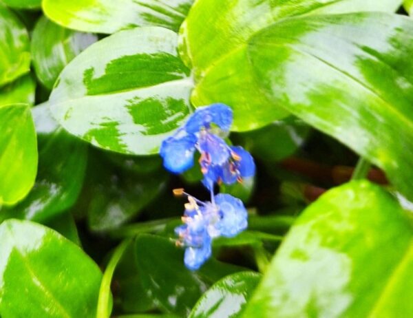 A blue flower is growing in the middle of green leaves.