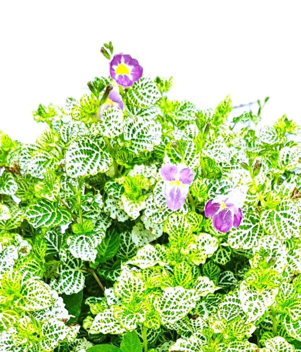 A close up of some purple flowers in the grass.