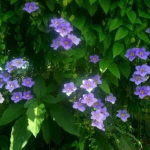 A bunch of purple flowers that are in the grass.