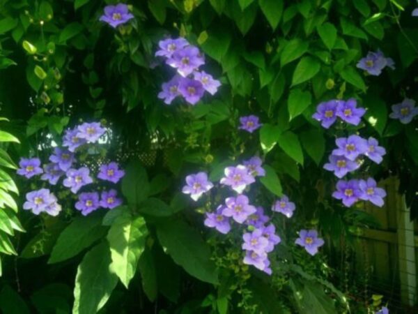 A bunch of purple flowers that are in the grass.