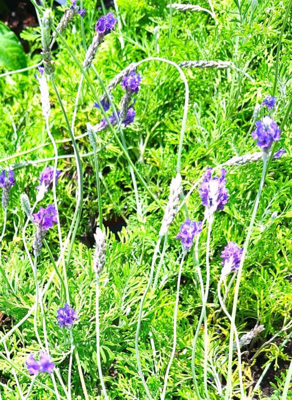 A close up of some purple flowers in the grass
