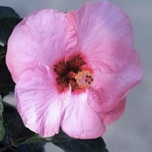 Aphrodite Pink Hibiscus Large Tropical Bloom 6–12″ Live Plant Garden Ready