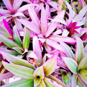 A close up of some pink and green plants