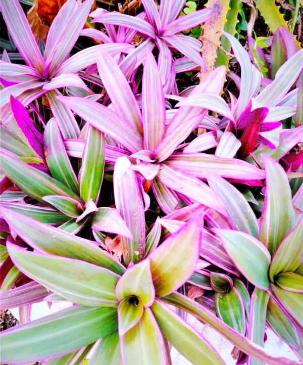 A close up of some pink and green plants