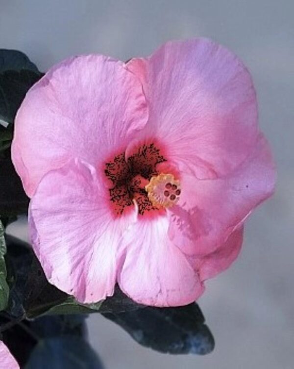 A pink flower with green leaves on it.