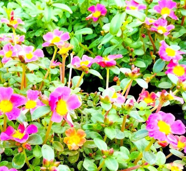 A close up of some purple flowers with green leaves