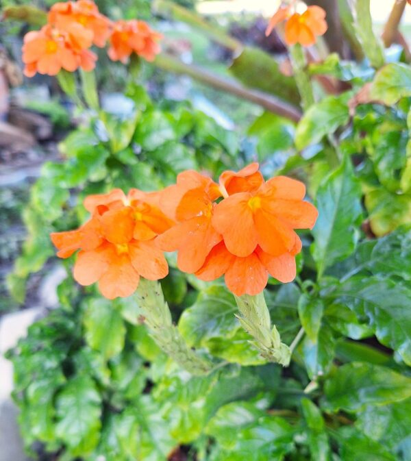 A close up of some orange flowers in the grass.