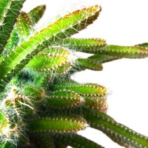 A close up of the top of a plant