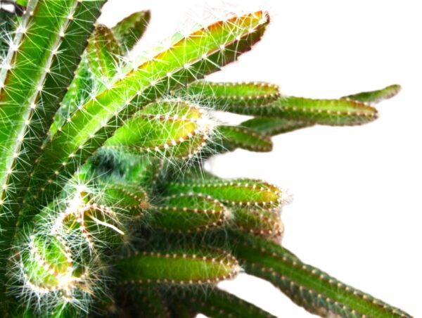 A close up of the top of a plant