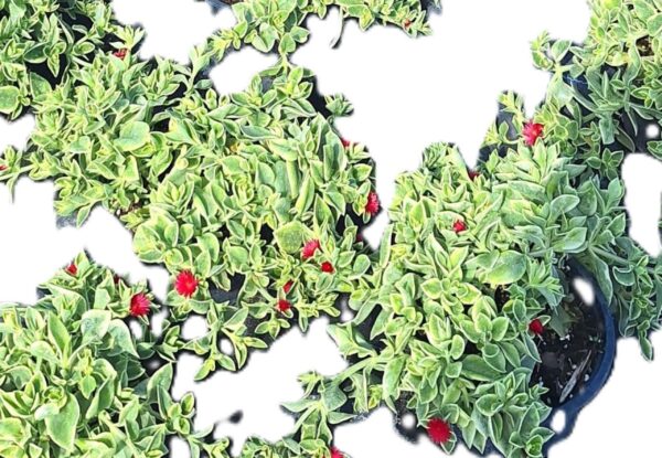 A close up of green leaves with red berries
