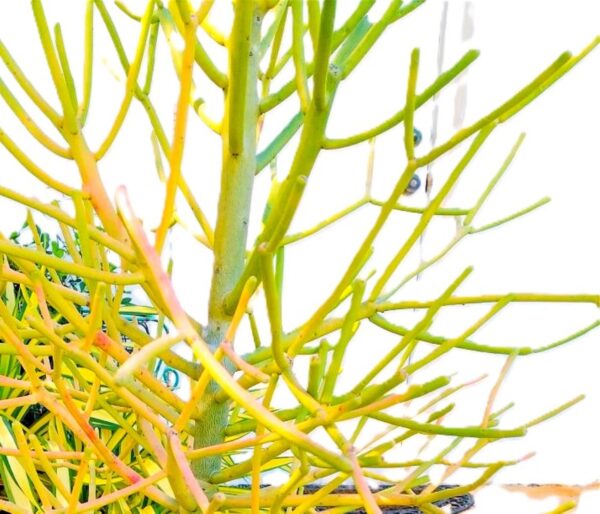 A close up of the branches and leaves on a plant.