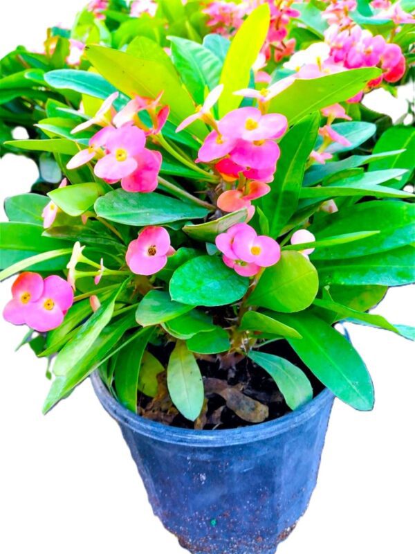 A blue pot with pink flowers in it