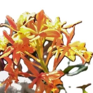 A close up of the flowers on a plant