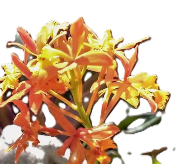 A close up of the flowers on a plant