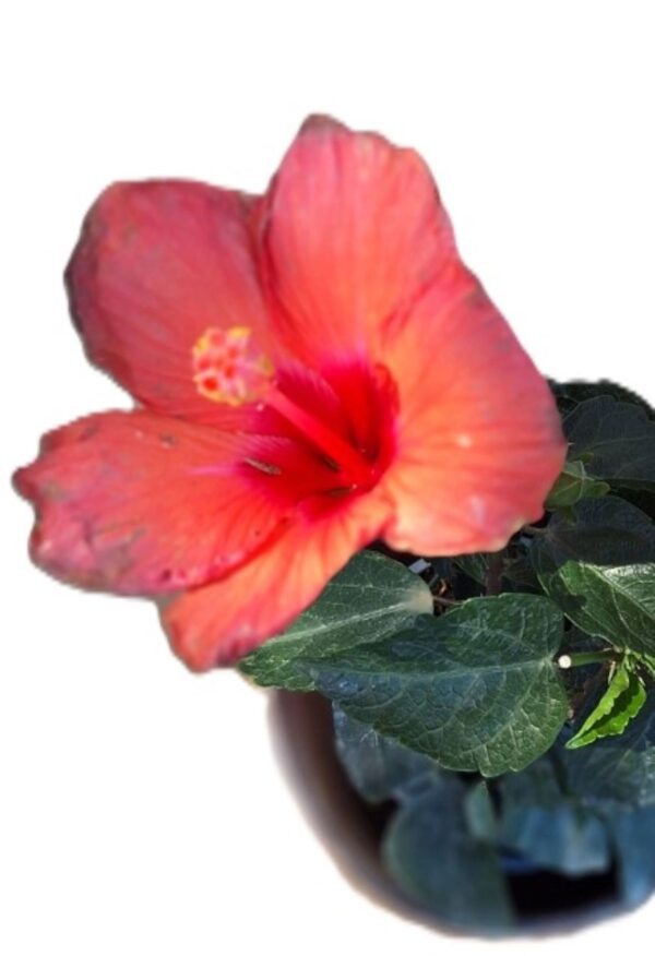 A pink flower with red center and green leaves.