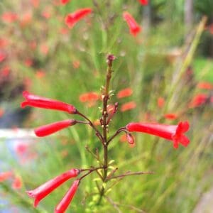 A close up of the red flowers on a plant.
