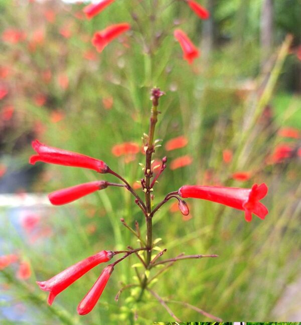 A close up of the red flowers on a plant.