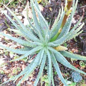 A plant that is growing in the ground.