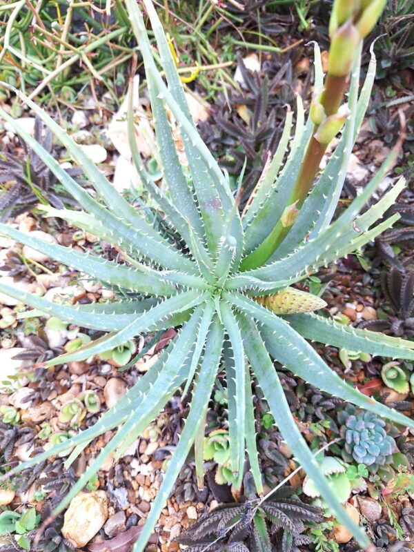 A plant that is growing in the ground.